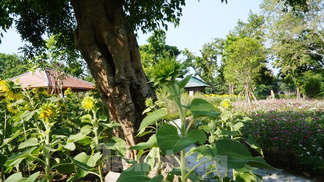 Huế mở cửa chốn 'bồng lai tiên cảnh' cho khách tham quan miễn phí - ảnh 10