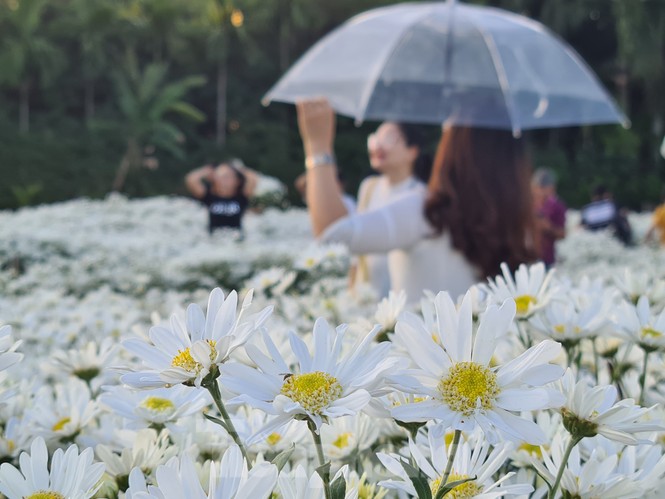 Nhà vườn ở Hải Phòng bội thu nhờ dịch vụ “check-in” cùng cúc họa mi - ảnh 1