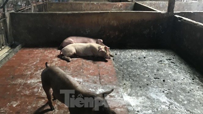 Ớn lạnh hình ảnh lợn chết vì dịch tả vứt la liệt trong rừng tràm ở Sài Gòn - ảnh 12