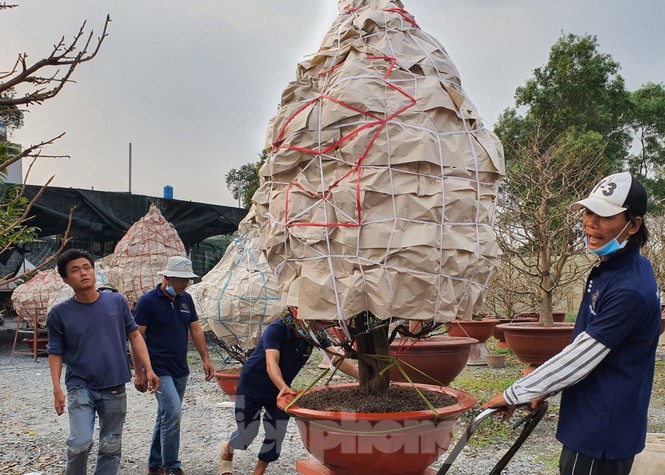 Cận cảnh những cây mai vàng ở Sài Gòn cho đại gia thuê Tết giá trăm triệu - ảnh 1