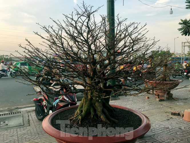 Cận cảnh những cây mai vàng ở Sài Gòn cho đại gia thuê Tết giá trăm triệu - ảnh 3