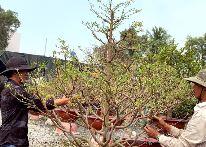 Cận cảnh những cây mai vàng ở Sài Gòn cho đại gia thuê Tết giá trăm triệu - ảnh 4