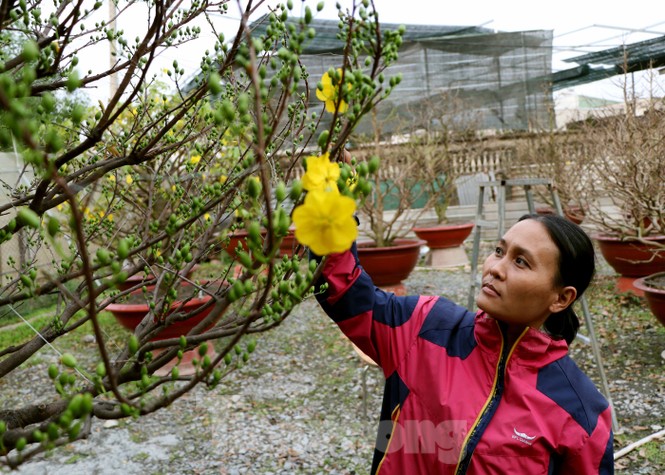 Cận cảnh những cây mai vàng ở Sài Gòn cho đại gia thuê Tết giá trăm triệu - ảnh 7
