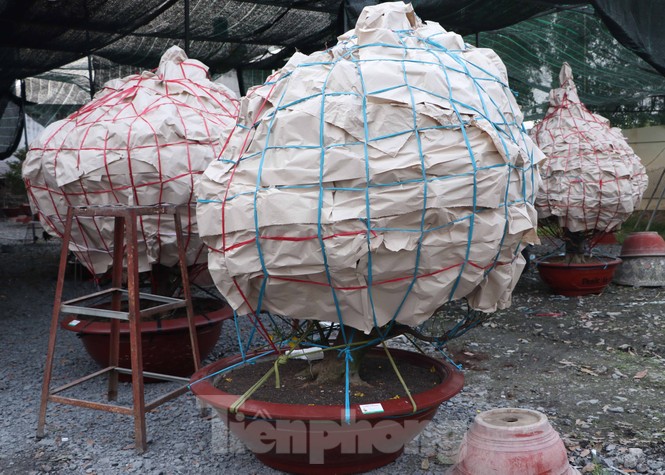 Cận cảnh những cây mai vàng ở Sài Gòn cho đại gia thuê Tết giá trăm triệu - ảnh 5