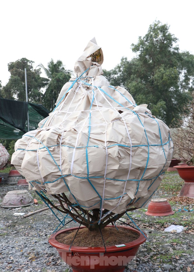 Cận cảnh những cây mai vàng ở Sài Gòn cho đại gia thuê Tết giá trăm triệu - ảnh 6