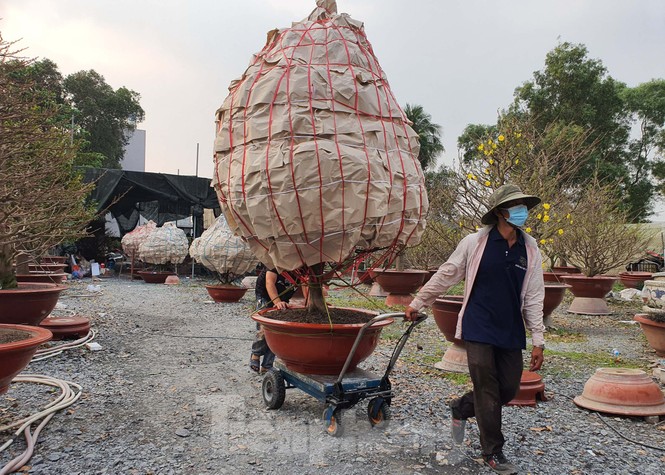Cận cảnh những cây mai vàng ở Sài Gòn cho đại gia thuê Tết giá trăm triệu - ảnh 13