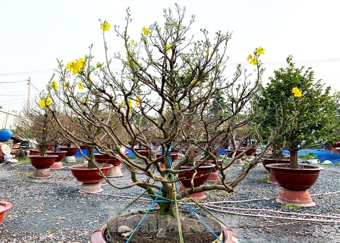 Cận cảnh những cây mai vàng ở Sài Gòn cho đại gia thuê Tết giá trăm triệu - ảnh 12