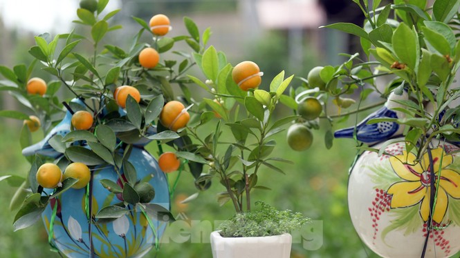 Nhiều sản phẩm quất cảnh độc, lạ chờ Tết Nguyên đán - ảnh 3