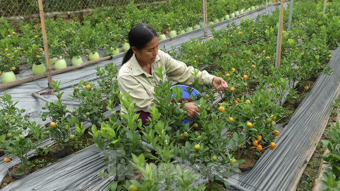 Nhiều sản phẩm quất cảnh độc, lạ chờ Tết Nguyên đán - ảnh 4
