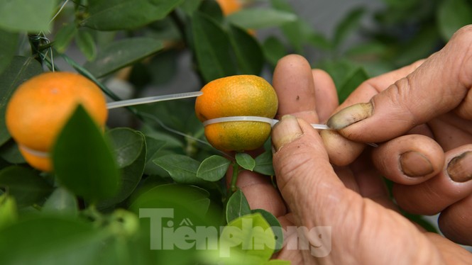 Nhiều sản phẩm quất cảnh độc, lạ chờ Tết Nguyên đán - ảnh 5