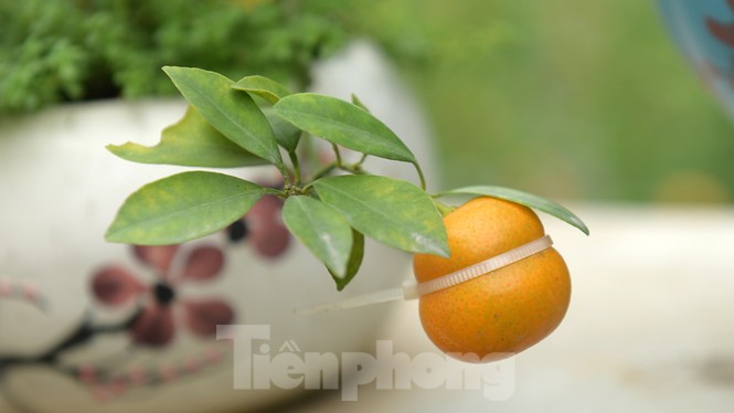 Nhiều sản phẩm quất cảnh độc, lạ chờ Tết Nguyên đán - ảnh 6