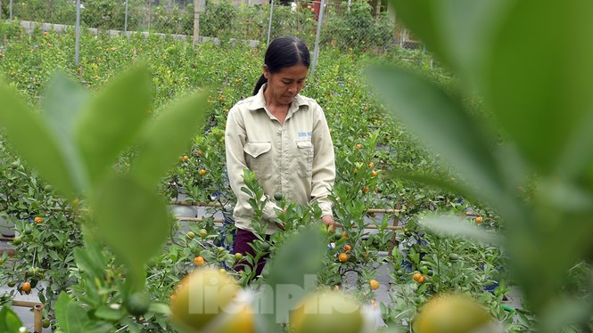 Nhiều sản phẩm quất cảnh độc, lạ chờ Tết Nguyên đán - ảnh 7