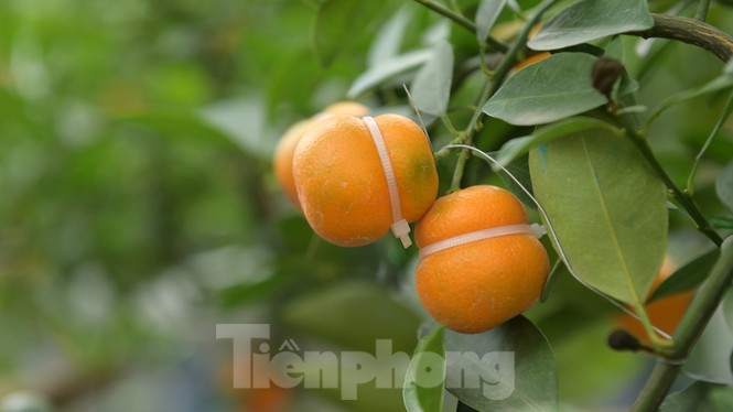 Nhiều sản phẩm quất cảnh độc, lạ chờ Tết Nguyên đán - ảnh 8