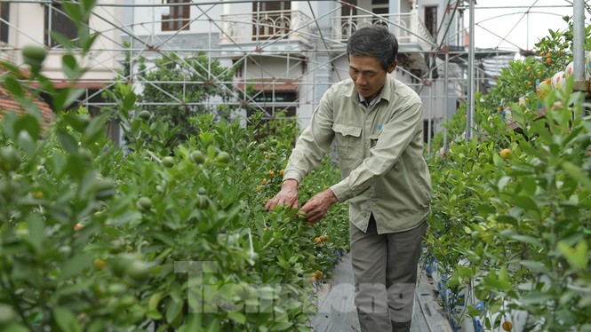 Nhiều sản phẩm quất cảnh độc, lạ chờ Tết Nguyên đán - ảnh 12