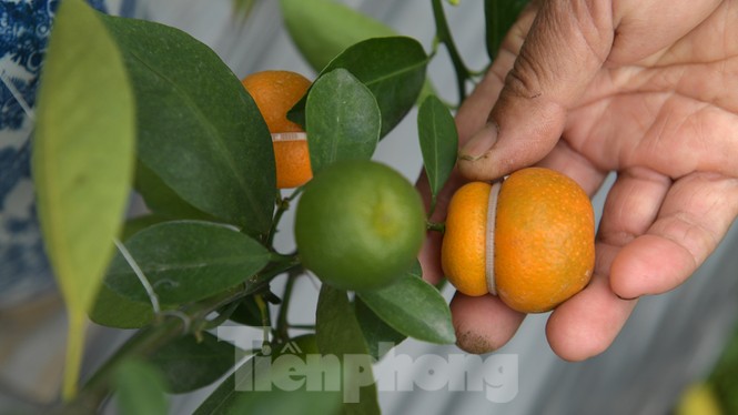Nhiều sản phẩm quất cảnh độc, lạ chờ Tết Nguyên đán - ảnh 13