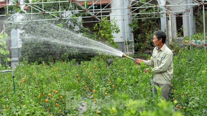 Nhiều sản phẩm quất cảnh độc, lạ chờ Tết Nguyên đán - ảnh 14