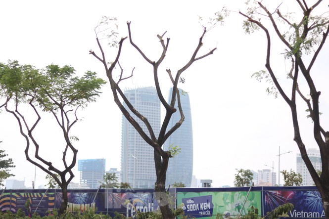 Hàng trăm cây xanh ở Đà Nẵng bị cặt trụi cành - ảnh 7