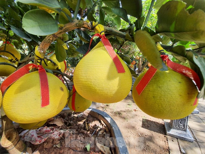Bưởi Diễn chơi tết giá chục triệu đồng đổ bộ TPHCM - ảnh 6