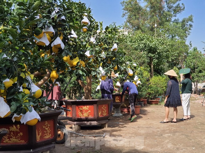 Bưởi Diễn chơi tết giá chục triệu đồng đổ bộ TPHCM - ảnh 8