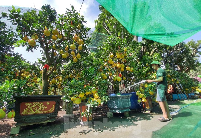 Bưởi Diễn chơi tết giá chục triệu đồng đổ bộ TPHCM - ảnh 9