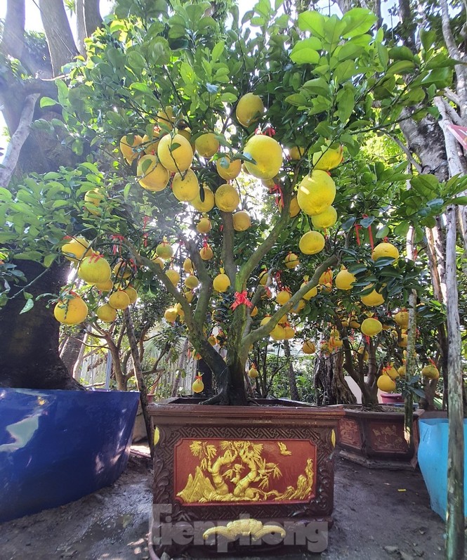 Bưởi Diễn chơi tết giá chục triệu đồng đổ bộ TPHCM - ảnh 3