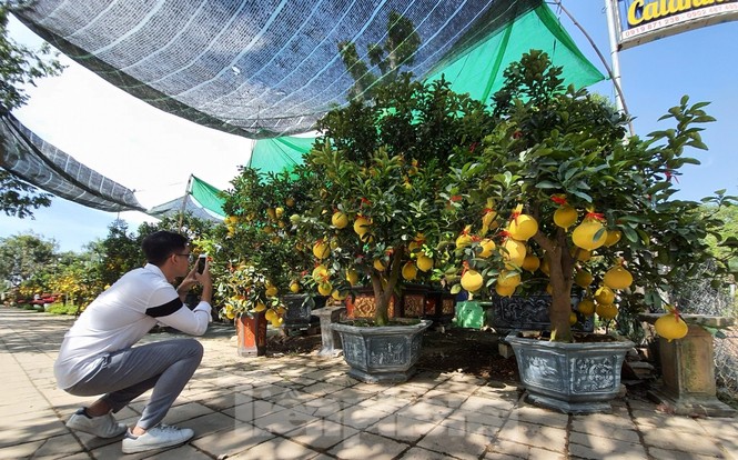Bưởi Diễn chơi tết giá chục triệu đồng đổ bộ TPHCM - ảnh 2
