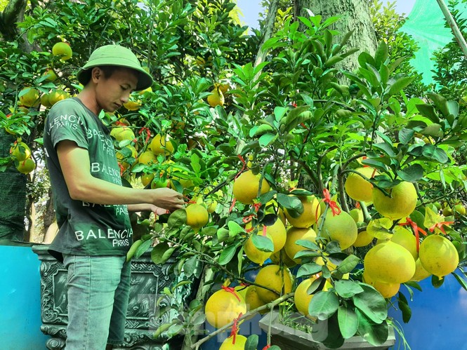 Bưởi Diễn chơi tết giá chục triệu đồng đổ bộ TPHCM - ảnh 10