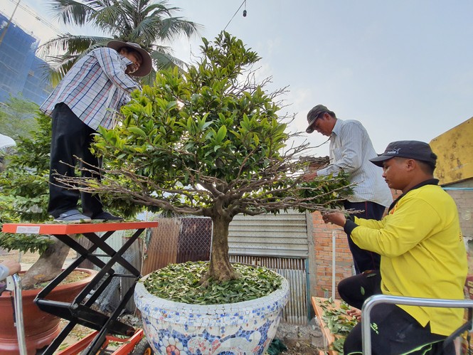 Dân trồng mai Sài Gòn trẩy lá