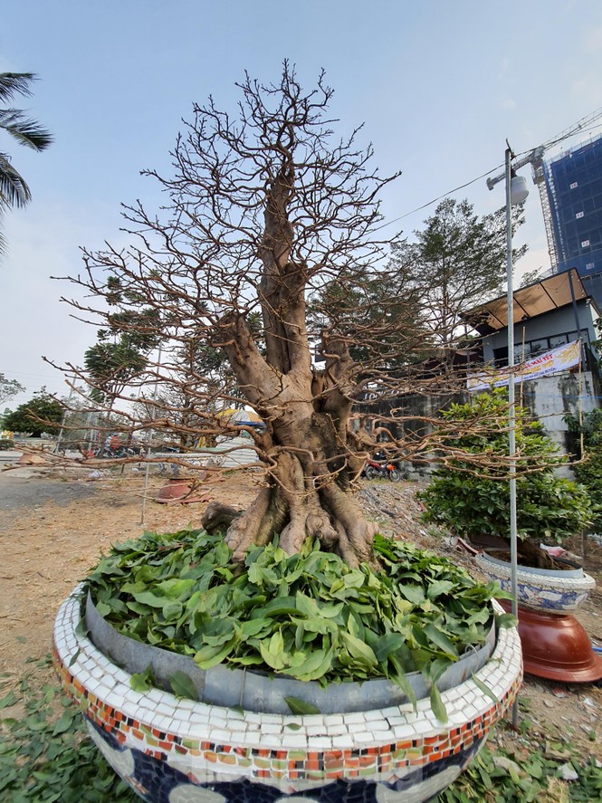 Dân trồng mai Sài Gòn trẩy lá