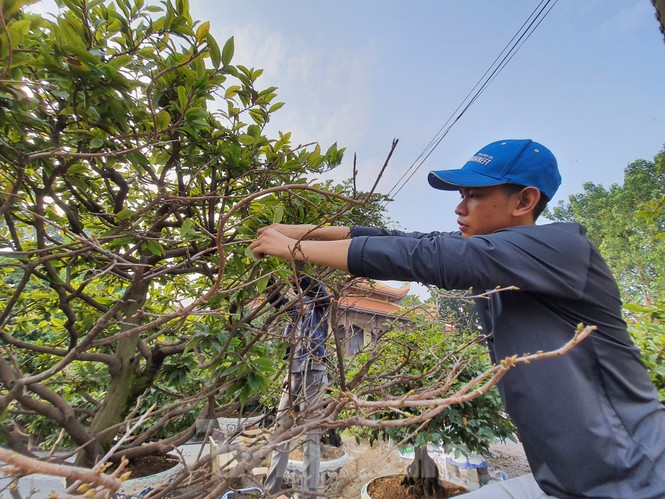 Dân trồng mai Sài Gòn trẩy lá