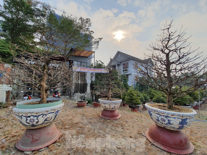 Dân trồng mai Sài Gòn trẩy lá