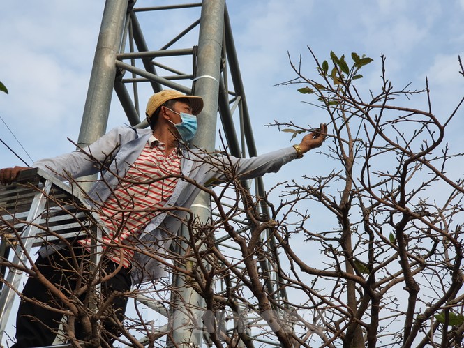 Dân trồng mai Sài Gòn trẩy lá