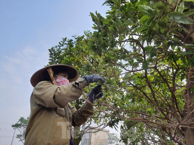 Dân trồng mai Sài Gòn trẩy lá