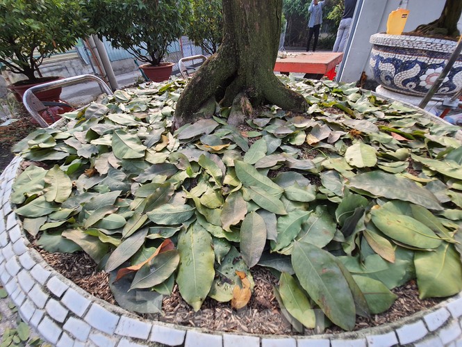 Dân trồng mai Sài Gòn trẩy lá