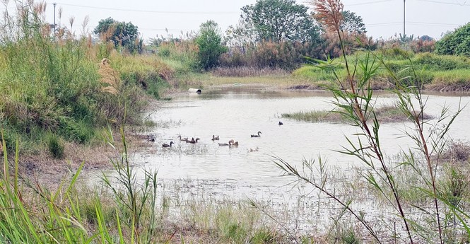 Cuối năm, 'cò đất' thi nhau thổi giá loạt dự án 'đắp chiếu' phía Tây Hà Nội  - ảnh 3