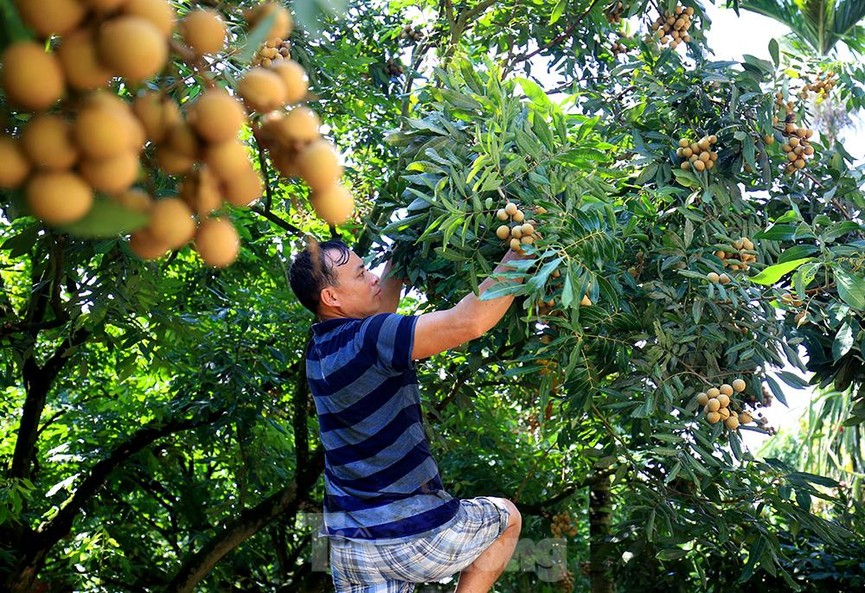 Thăm kinh đô nhãn lồng nức tiếng ngàn xưa - ảnh 1
