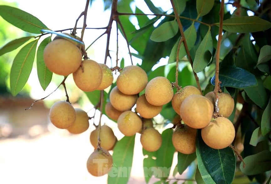 Thăm kinh đô nhãn lồng nức tiếng ngàn xưa - ảnh 4