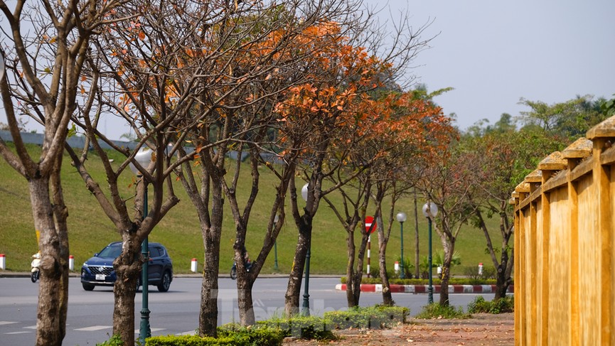 Những cung đường Hà Nội vàng rực mùa cây lộc vừng thay lá - ảnh 11