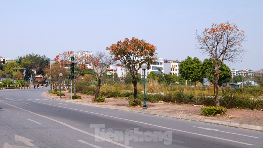 Những cung đường Hà Nội vàng rực mùa cây lộc vừng thay lá - ảnh 13