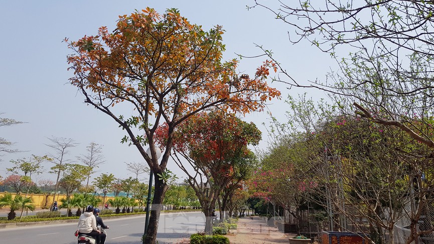 Những cung đường Hà Nội vàng rực mùa cây lộc vừng thay lá - ảnh 14