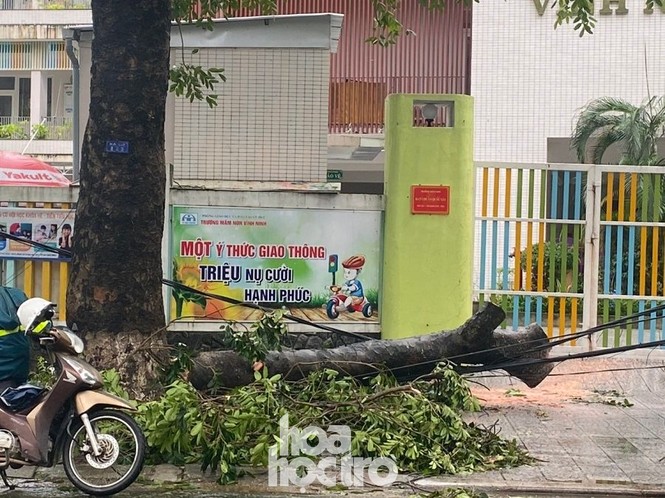 Thừa Thiên - Huế: Người dân thức trắng, “cụ” xà cừ ngã quỵ trước sự tấn công của bão số 13 - ảnh 5