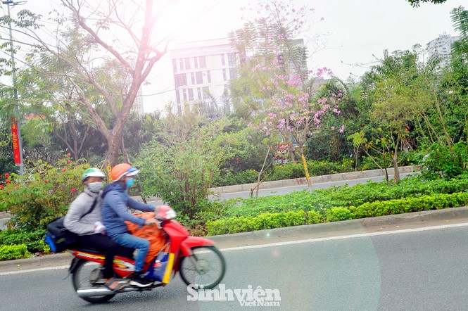 Hoa ban Tây Bắc “nhuộm tím” phố phường Hà Nội - ảnh 8