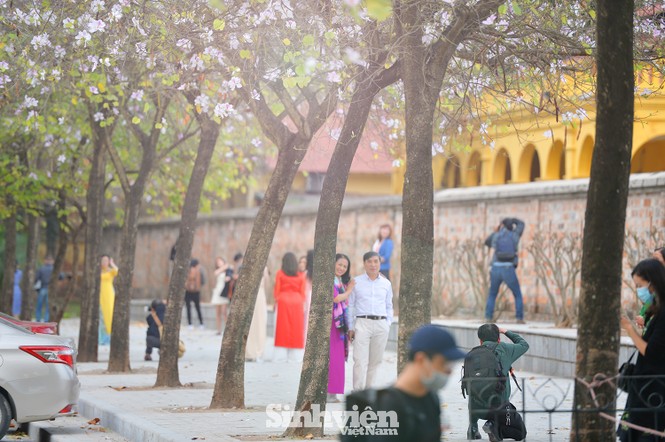 Hoa ban Tây Bắc “nhuộm tím” phố phường Hà Nội - ảnh 3