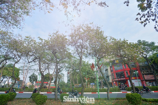 Hoa ban Tây Bắc “nhuộm tím” phố phường Hà Nội - ảnh 12
