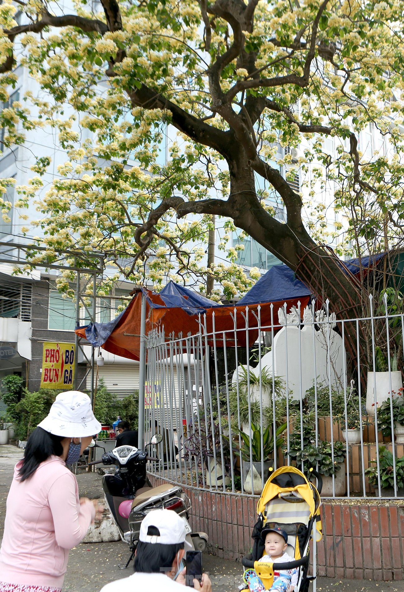 'Báu vật' 300 năm tuổi khoe hoa vàng rực giữa lòng Thủ đô ảnh 6