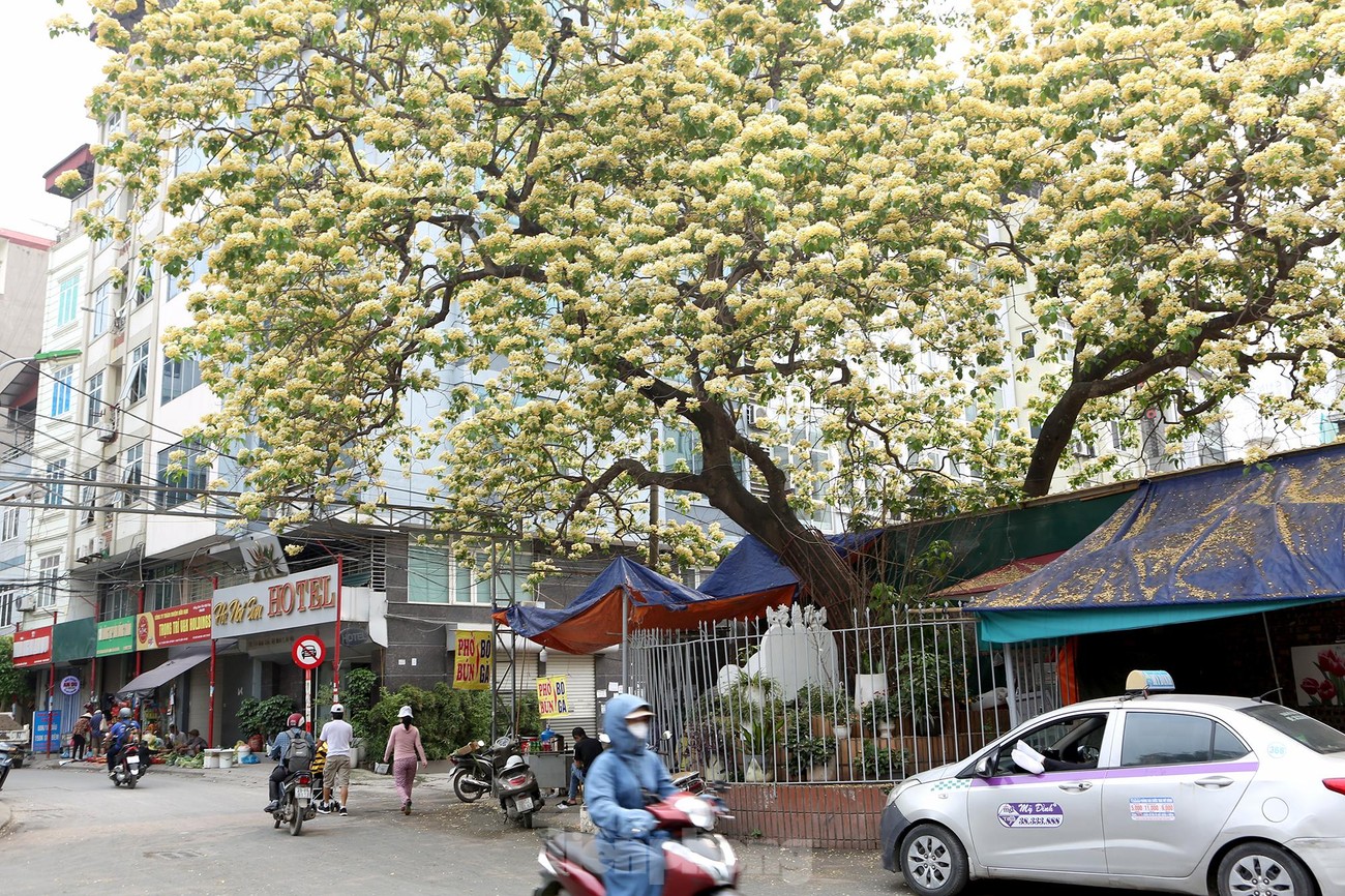 'Báu vật' 300 năm tuổi khoe hoa vàng rực giữa lòng Thủ đô ảnh 7