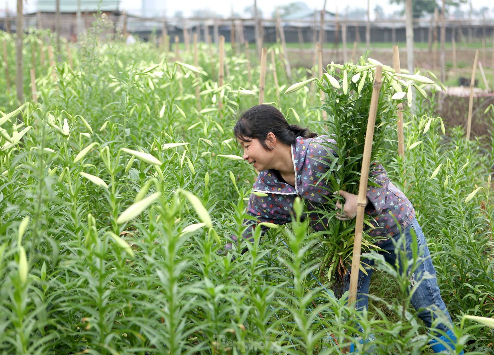 Mênh mông cánh đồng hoa loa kèn đang vào chính vụ ở Hà Nội ảnh 10