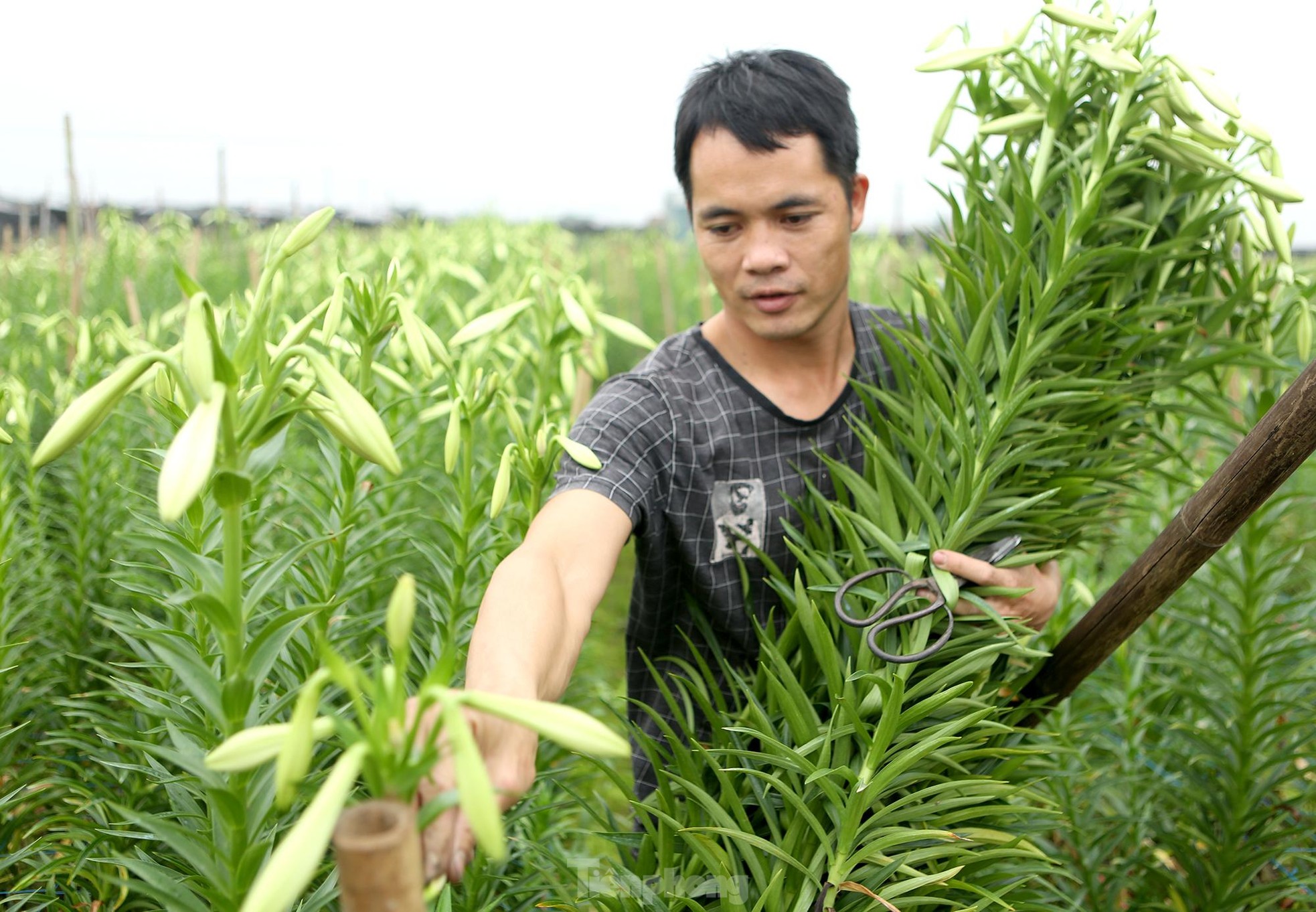 Mênh mông cánh đồng hoa loa kèn đang vào chính vụ ở Hà Nội ảnh 8