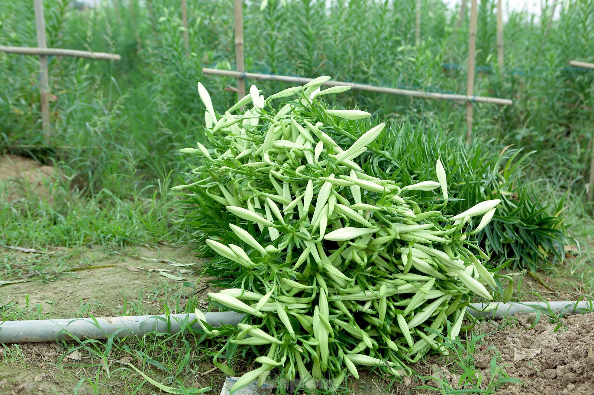 Mênh mông cánh đồng hoa loa kèn đang vào chính vụ ở Hà Nội ảnh 12