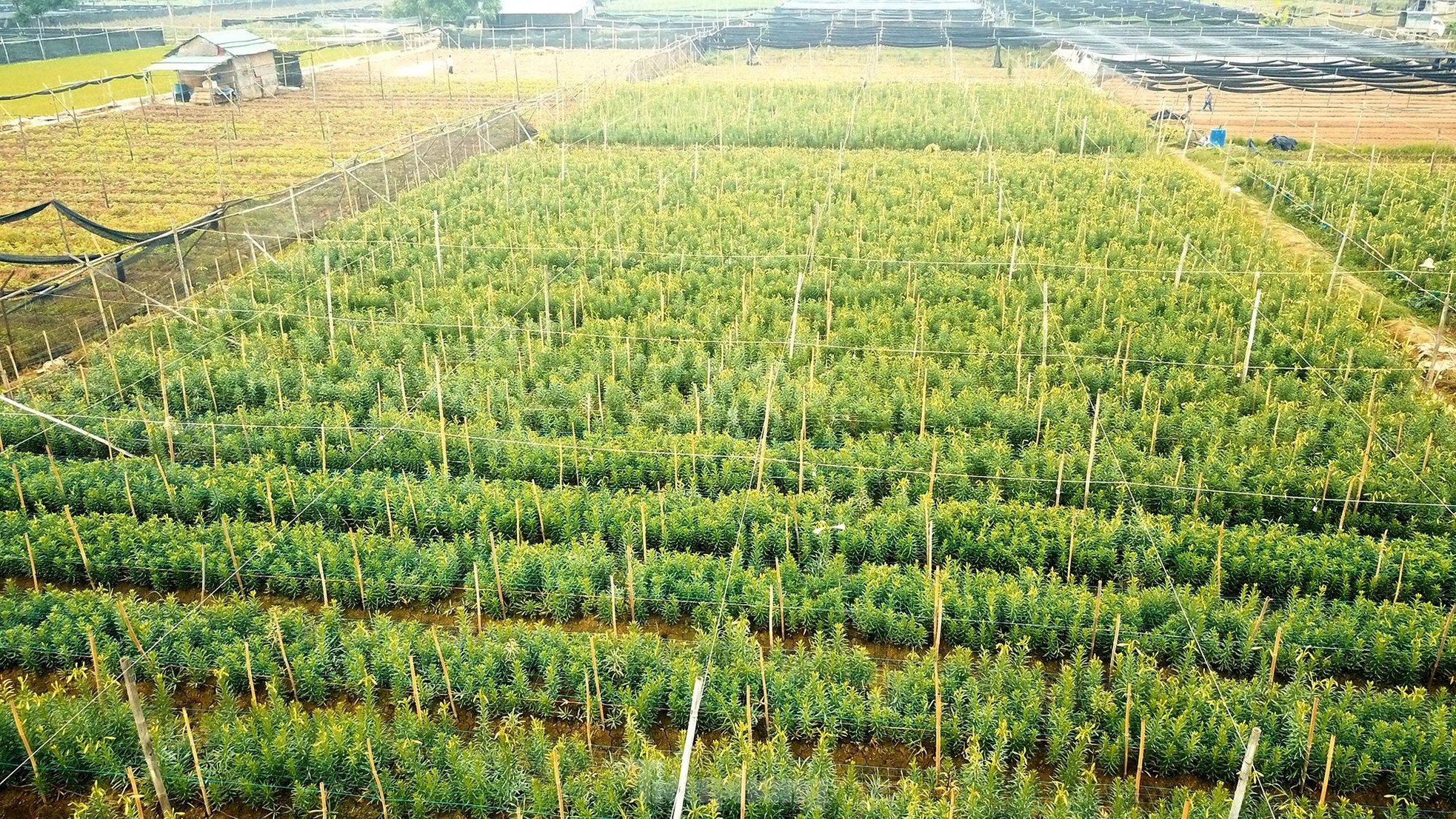 Mênh mông cánh đồng hoa loa kèn đang vào chính vụ ở Hà Nội ảnh 1